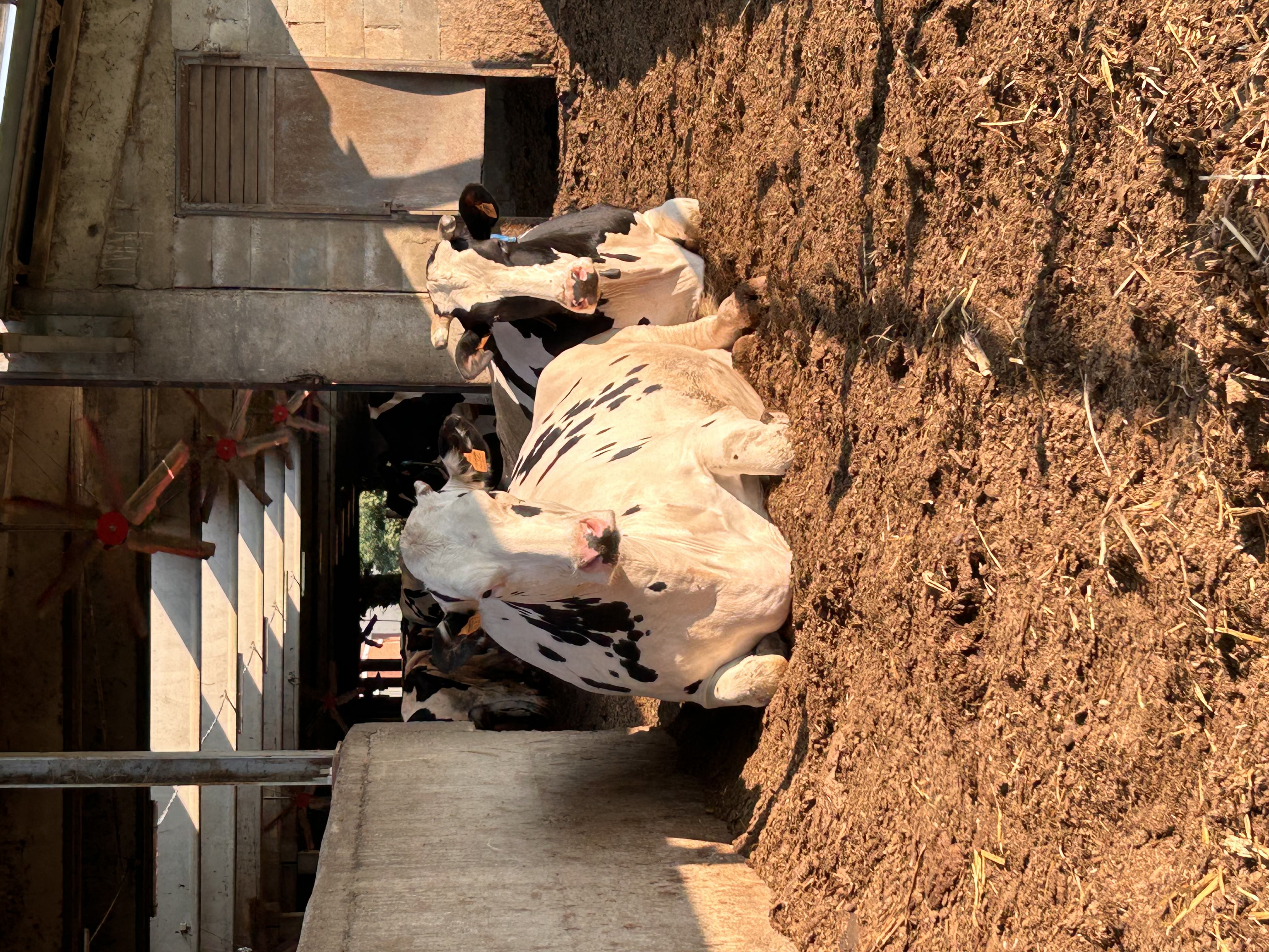 Bovine da latte nella stalla della fattoria