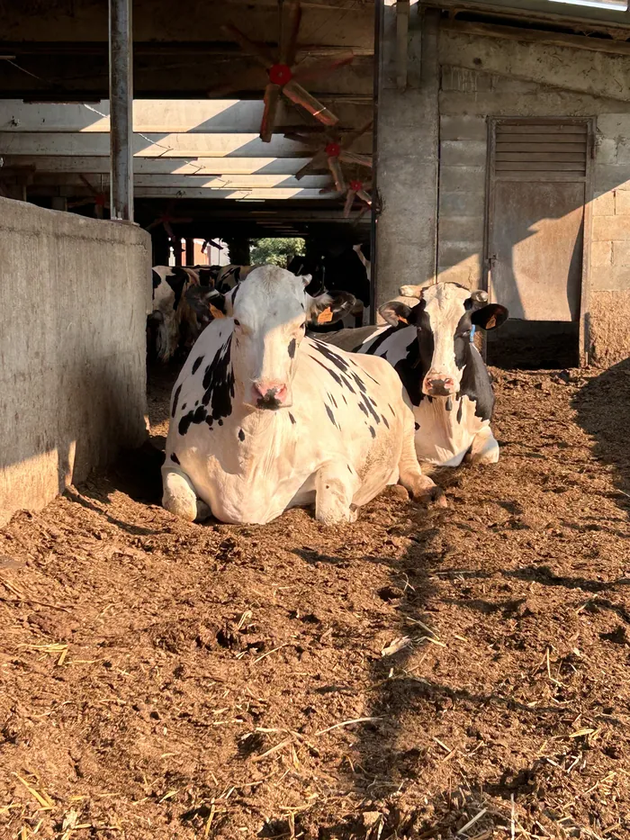 Bovine da latte nella stalla della fattoria