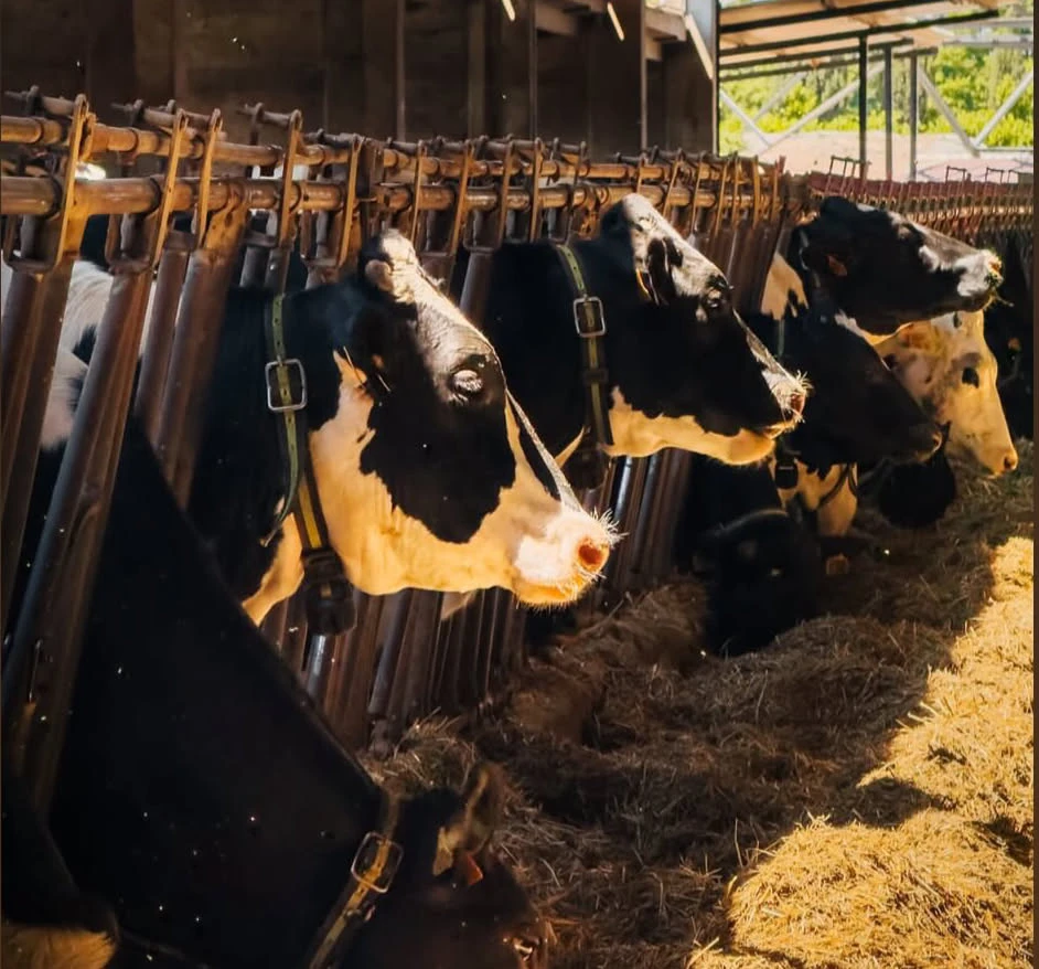 Bovine di razza frisona alla mangiatoia nella stalla della fattoria