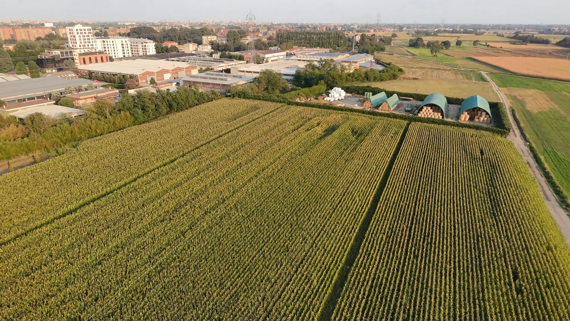 Veduta aerea del campo di mais a fine estate, con la cascina sullo sfondo