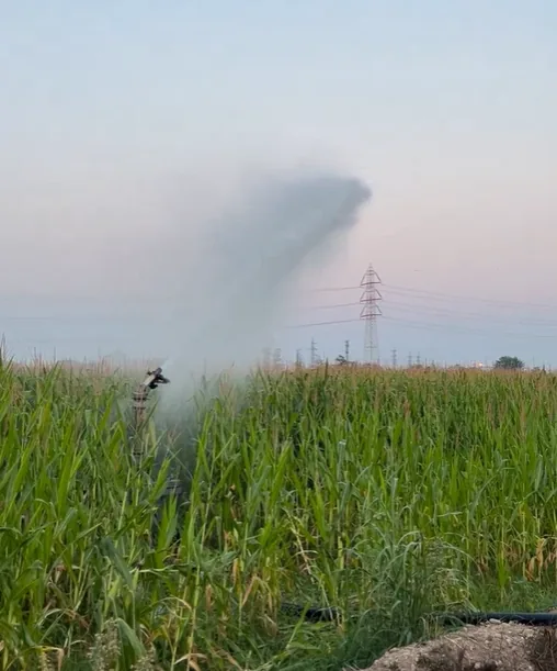 Irrigatore a pioggia in funzione sul campo di mais alla sera