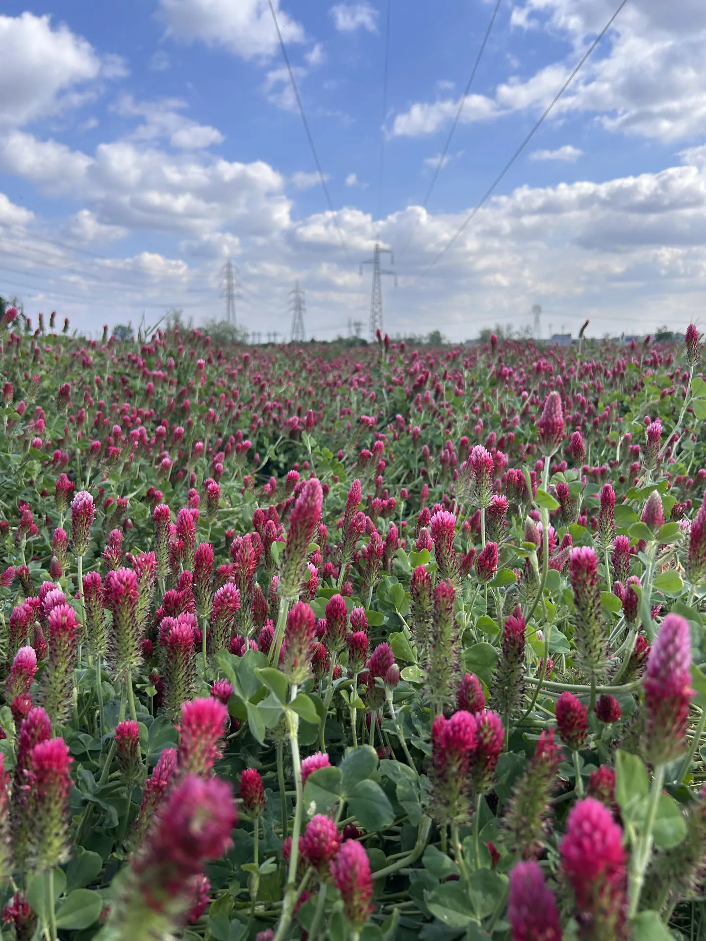 Campo di trifoglio incarnato in piena fioritura, usato come cover crop